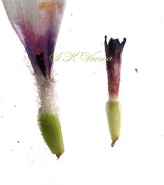  Ray (Basal part) and  Disc Florets